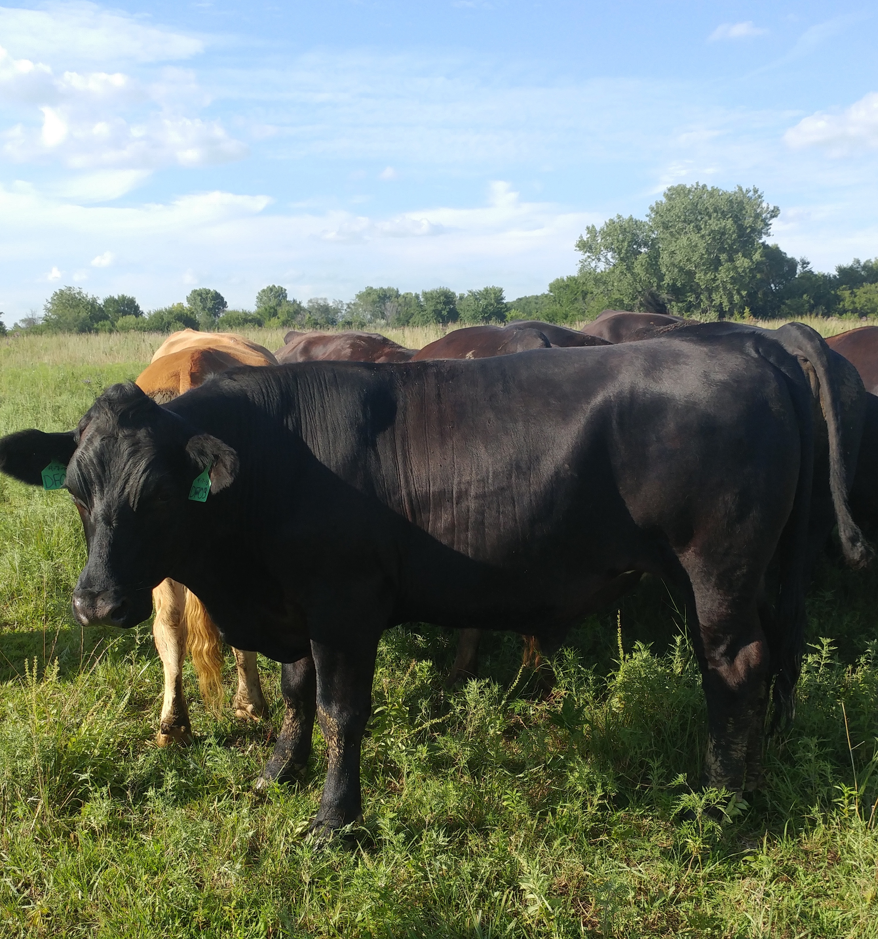 Kid and Cattle